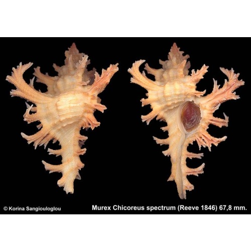 Murex Chicoreus spectrum Gorgeous Superb Yellow!