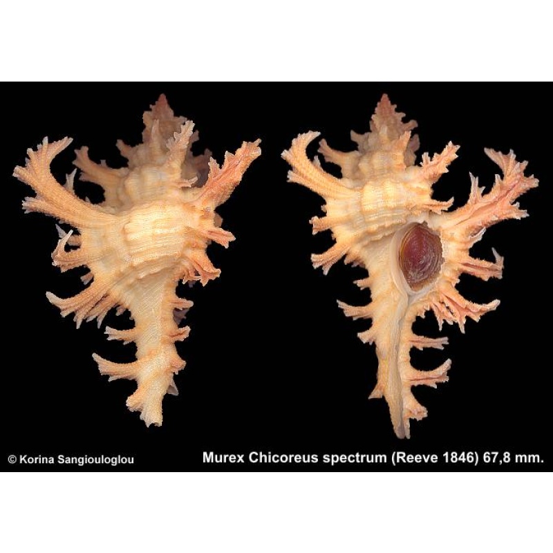 Murex Chicoreus spectrum Gorgeous Superb Yellow!