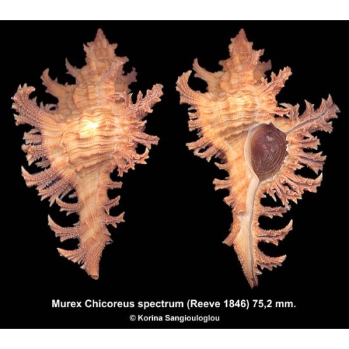 Murex Chicoreus spectrum Gorgeous Superb Yellow/Brown!