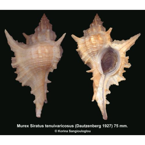 Murex Siratus tenuivaricosus Gorgeous Superb Long Spines!