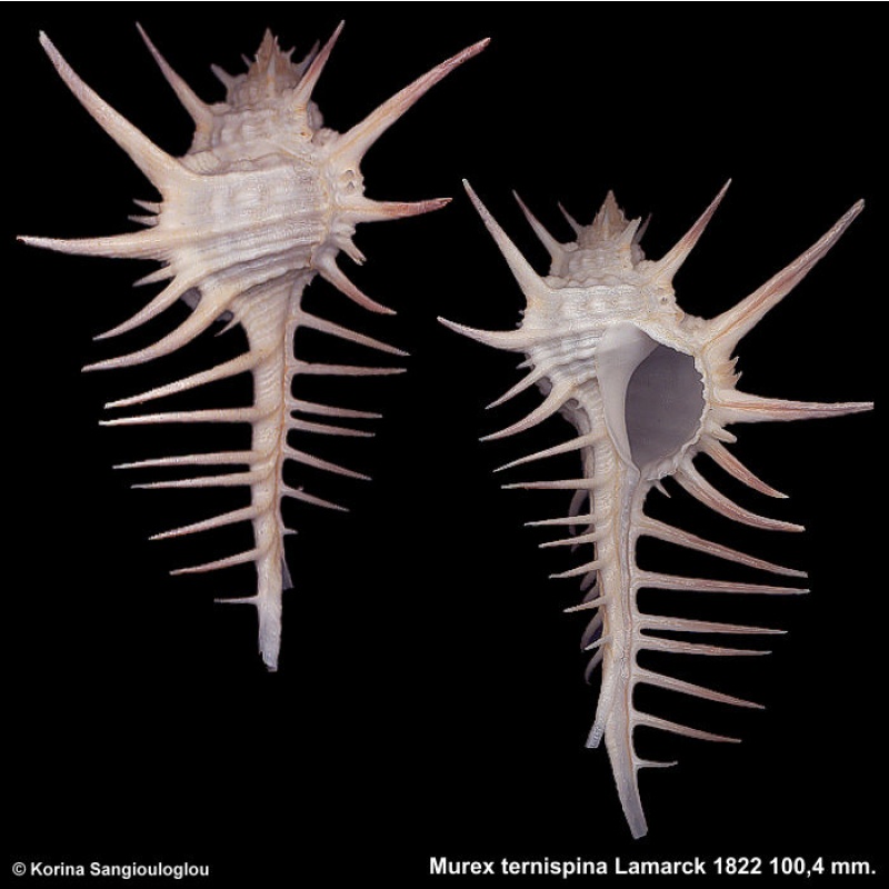 Murex ternispina Gorgeous Superb!