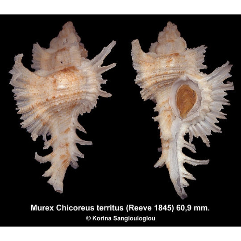 Murex Chicoreus territus Gorgeous Huge!