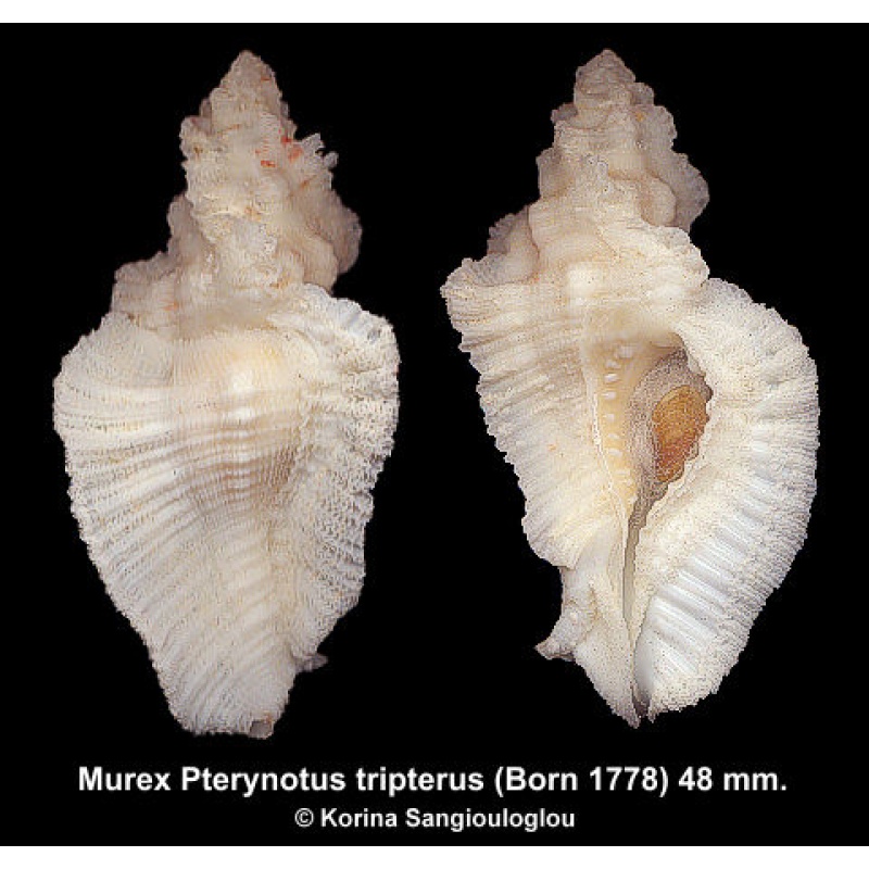 Murex Pterynotus tripterus Gorgeous Large Local Form!