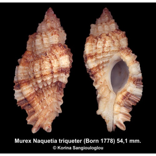 Murex Naquetia triqueter Gorgeous Superb!
