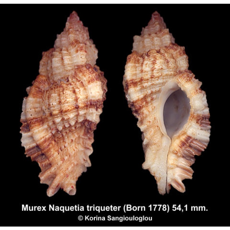Murex Naquetia triqueter Gorgeous Superb!