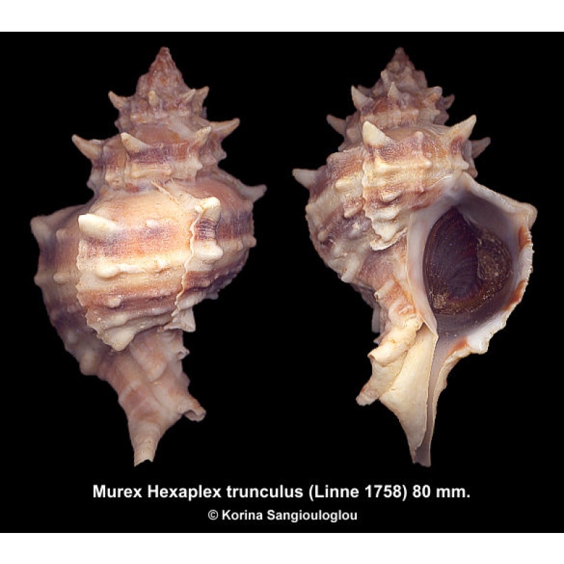 Murex Hexaplex trunculus Outstanding Extra large Spiny!