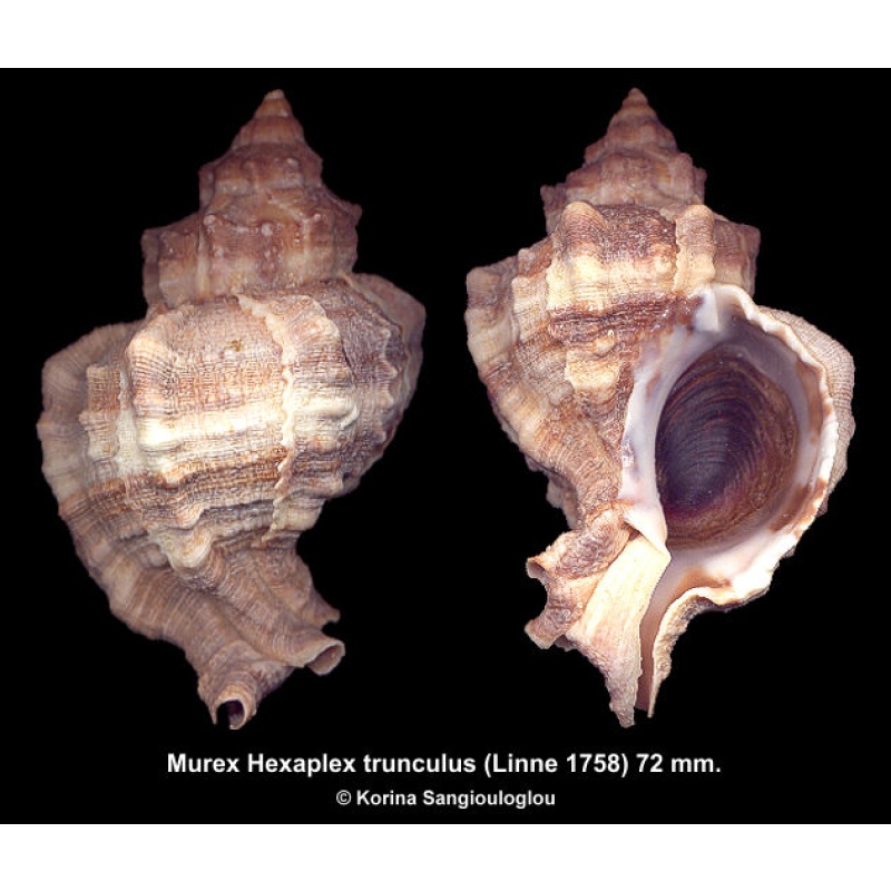 Murex Hexaplex trunculus Outstanding Large Knobby!