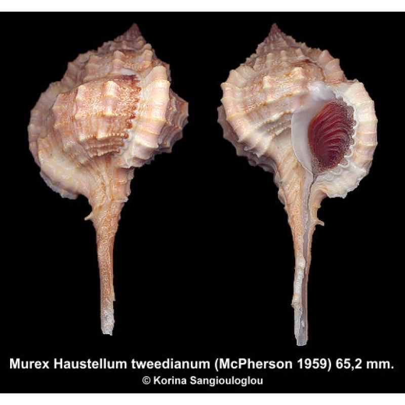 Murex Haustellum tweedianum Gorgeous Superb!
