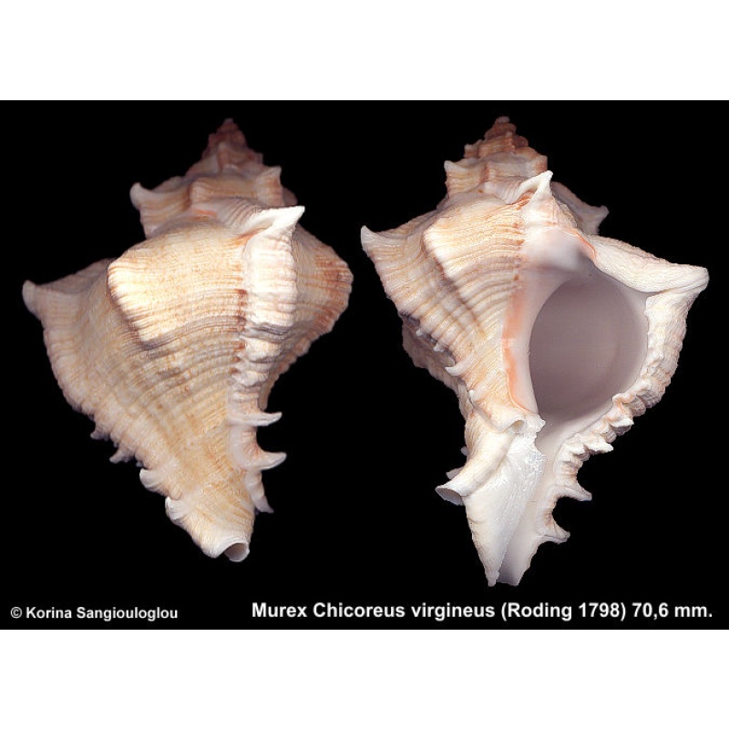 Murex Chicoreus virgineus Gorgeous Superb!