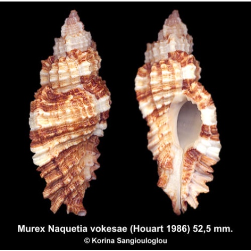Murex Naquetia vokesae Gorgeous Exceptional Superb!