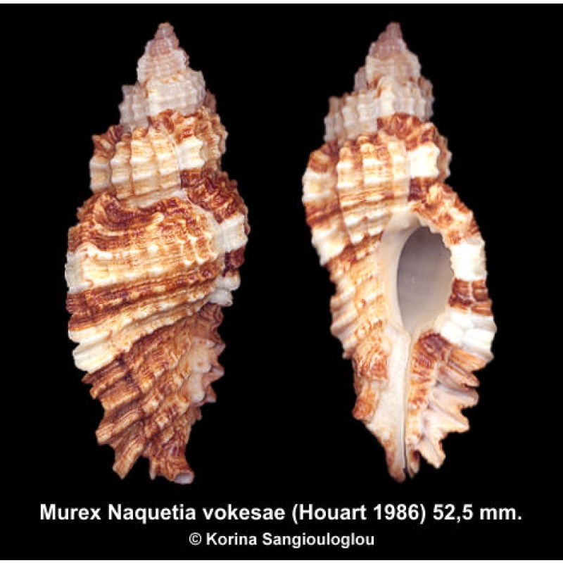 Murex Naquetia vokesae Gorgeous Exceptional Superb!