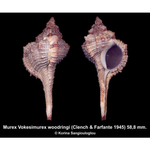 Murex Vokesimurex woodringi Gorgeous Large Rare Superb!