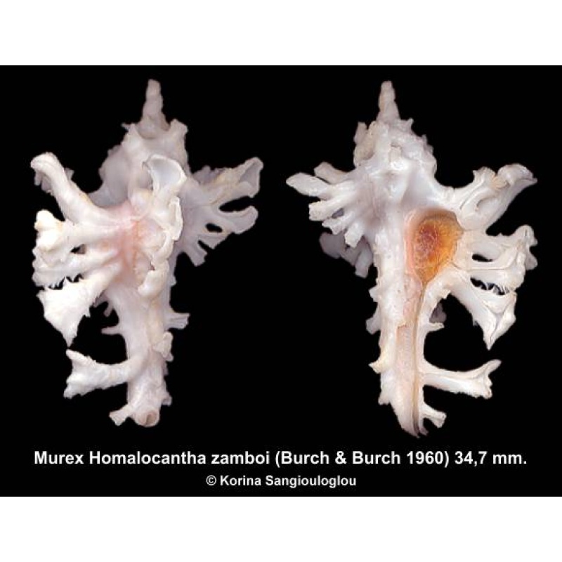 Murex Homalocantha zamboi Gorgeous!