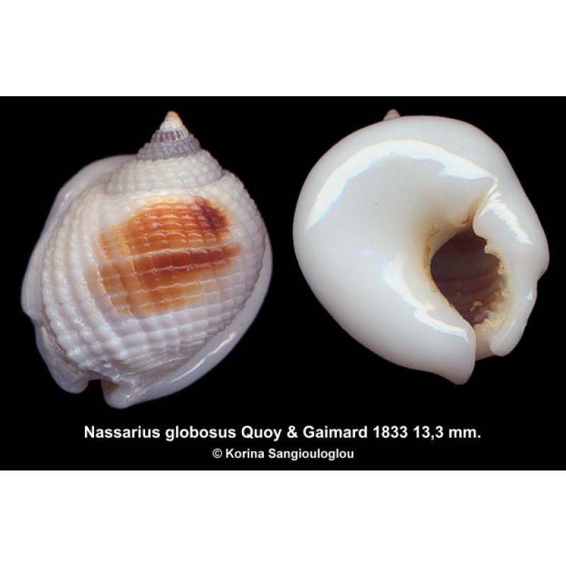 Nassarius globosus Gorgeous Thick!