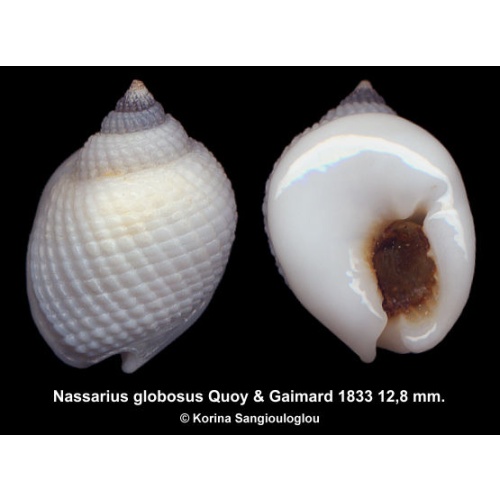 Nassarius globosus Gorgeous Thick Blotchless!