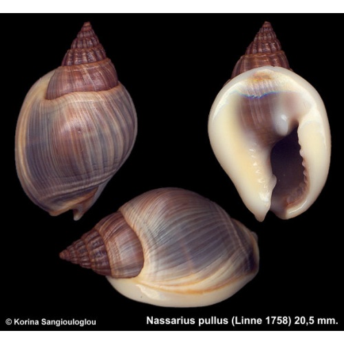 Nassarius pullus Gorgeous Blue Humped!