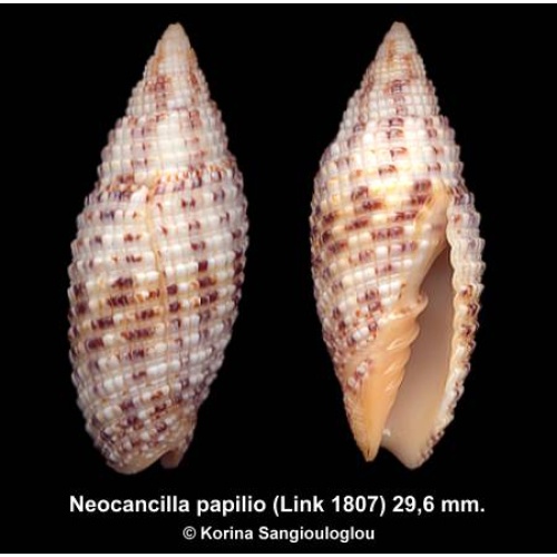 Neocancilla papilio Outstanding Knobby Superb!