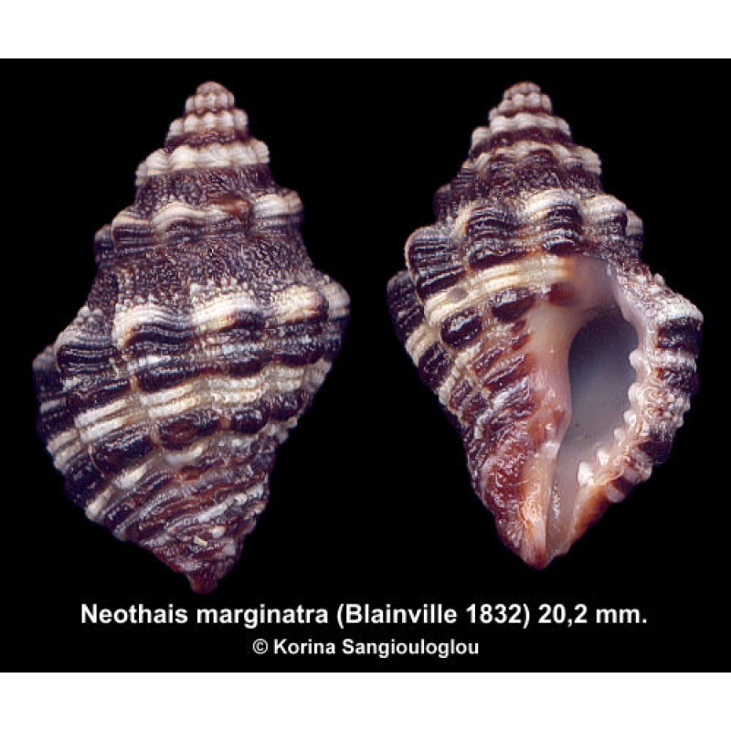 Neothais marginatra Outstanding Uncommon!