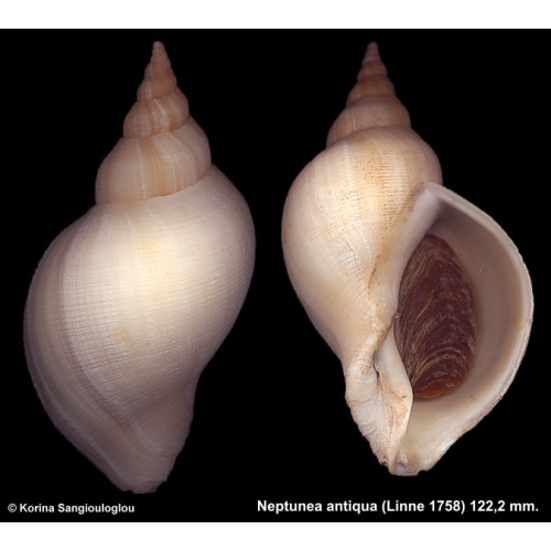 Neptunea antiqua Gorgeous!