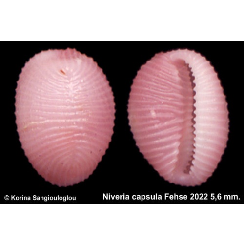 Niveria capsula Gorgeous Pink!