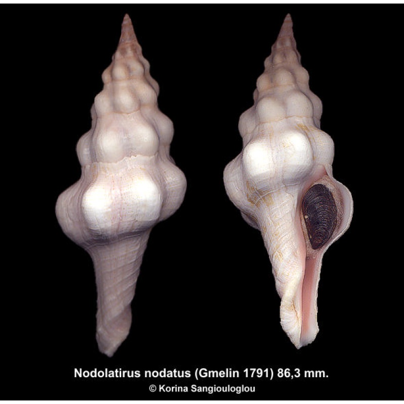 Nodolatirus nodatus Gorgeous Large!