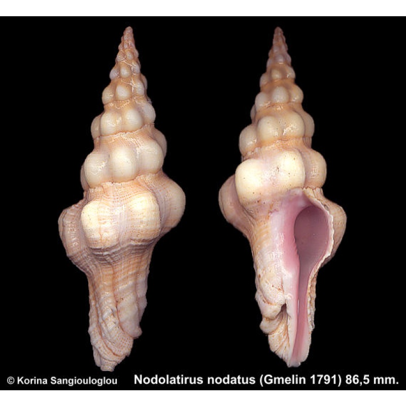 Nodolatirus nodatus Gorgeous Large Heavy!