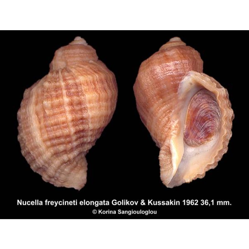 Nucella freycineti elongata Outstanding!