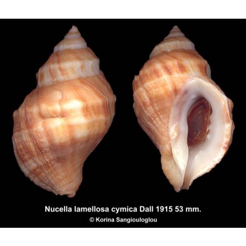 Nucella lamellosa cymica Outstanding!