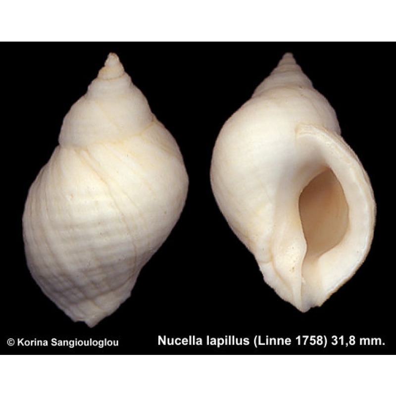 Nucella lapillus Outstanding Thick!