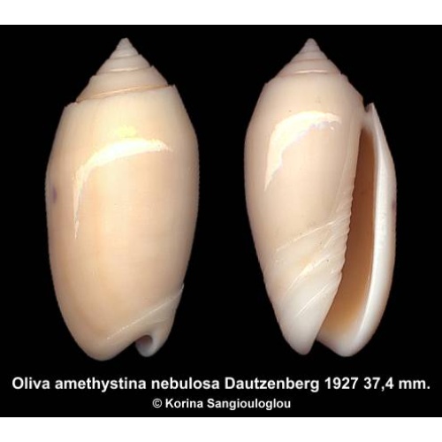 Oliva amethystina nebulosa Gorgeous!