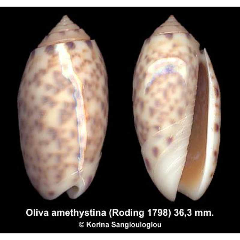 Oliva amethystina Gorgeous Special Pattern!