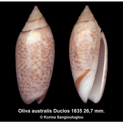 Oliva australis Outstanding!