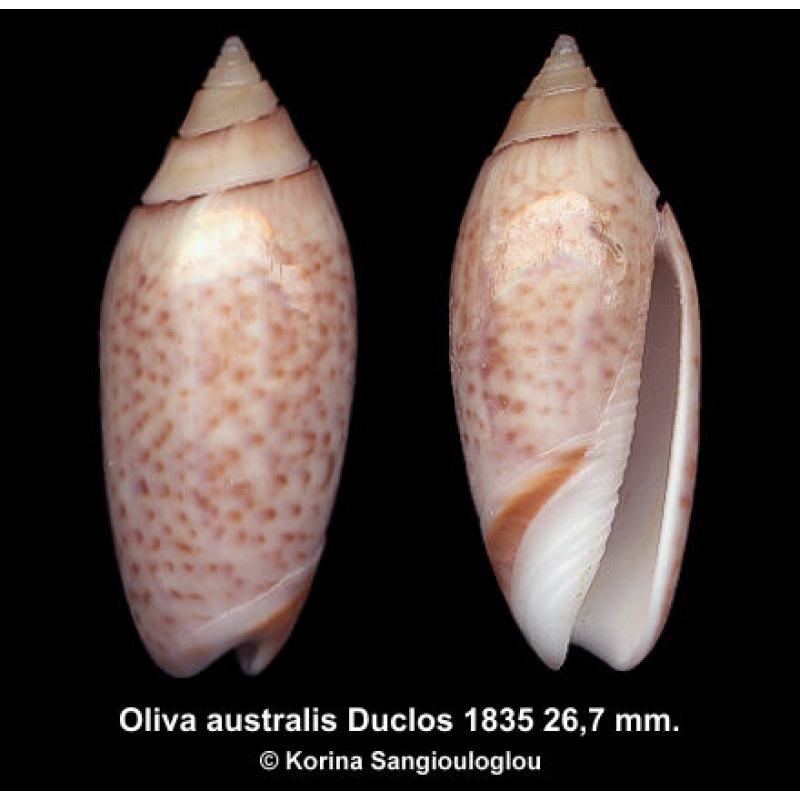 Oliva australis Outstanding!