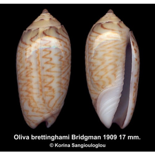 Oliva brettinghami Gorgeous Superb!