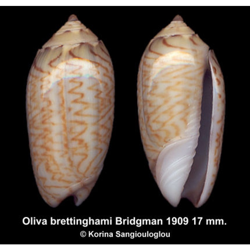 Oliva brettinghami Gorgeous Superb!