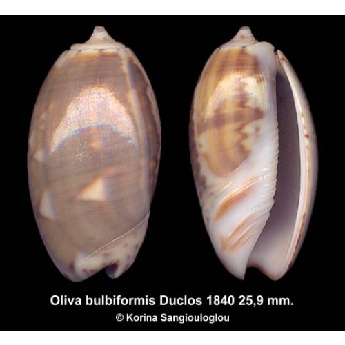Oliva bulbiformis Gorgeous Multicolor!
