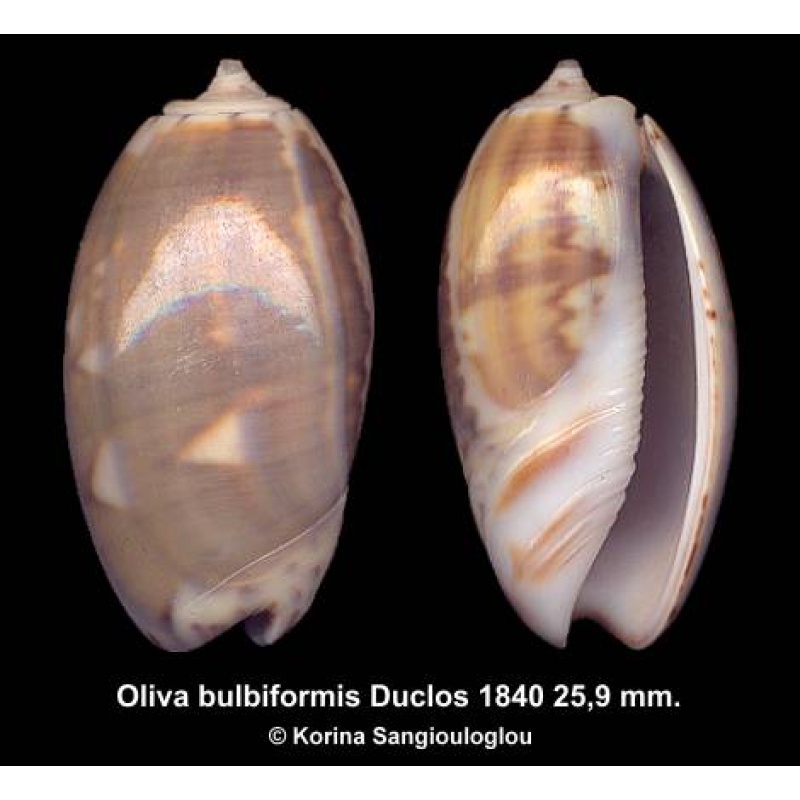 Oliva bulbiformis Gorgeous Multicolor!