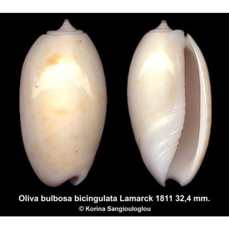 Oliva bulbosa bicingulata Gorgeous Rare Color Form!