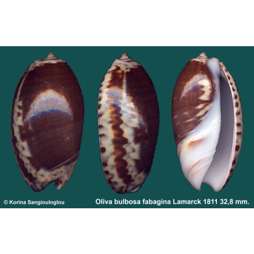 Oliva bulbosa fabagina Gorgeous Superb!