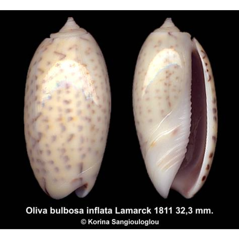Oliva bulbosa inflata Gorgeous!