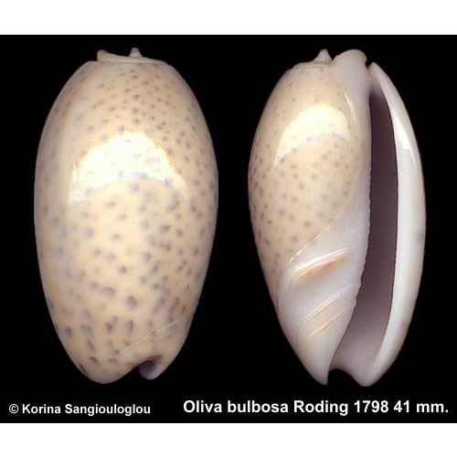 Oliva bulbosa Gorgeous Yellow Blue Spots!