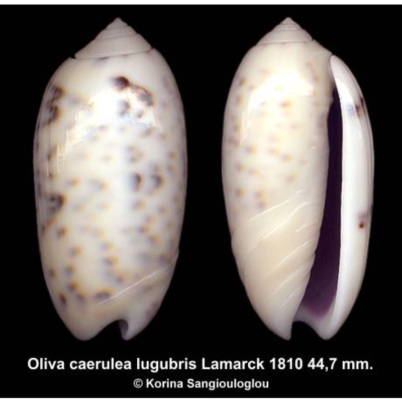 Oliva caerulea lugubris Gorgeous Large Heavy!