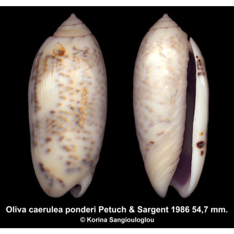 Oliva caerulea ponderi Gorgeous Torres Strait Form!