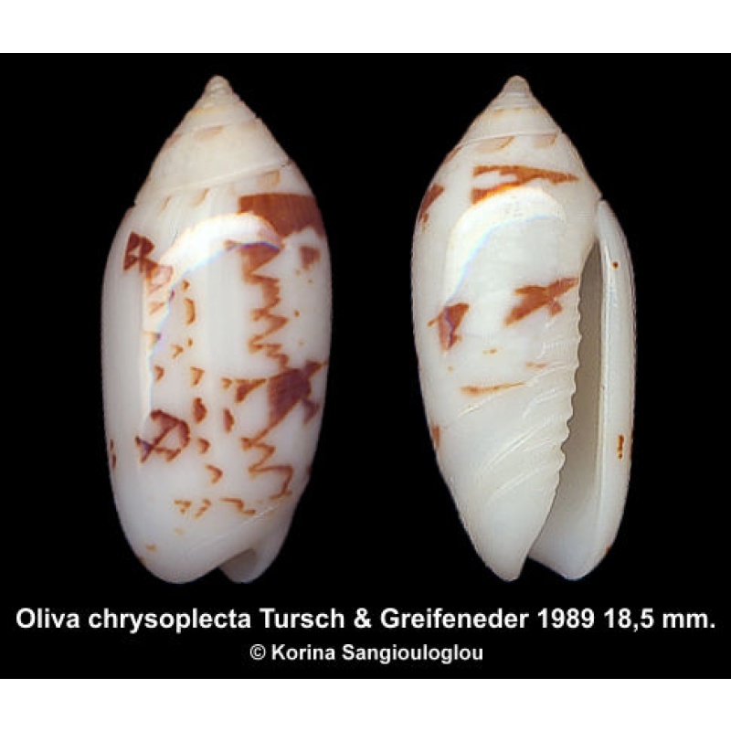Oliva chrysoplecta Gorgeous Superb!