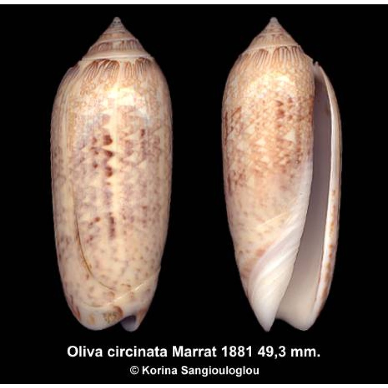 Oliva circinata Gorgeous Unusual Deep Water Form!