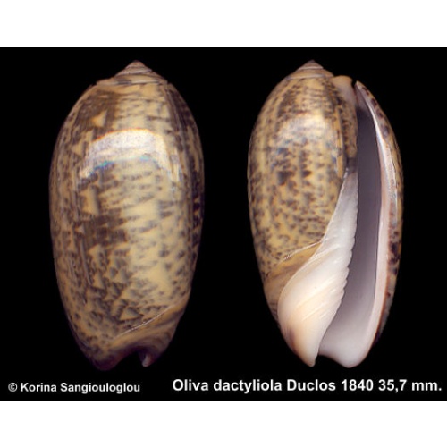 Oliva dactyliola Gorgeous Large!