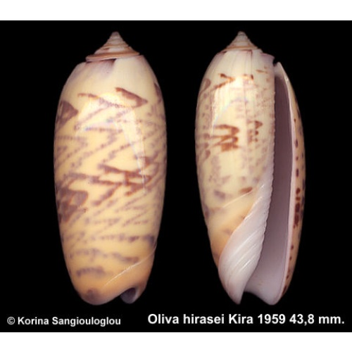 Oliva hirasei Gorgeous Superb!
