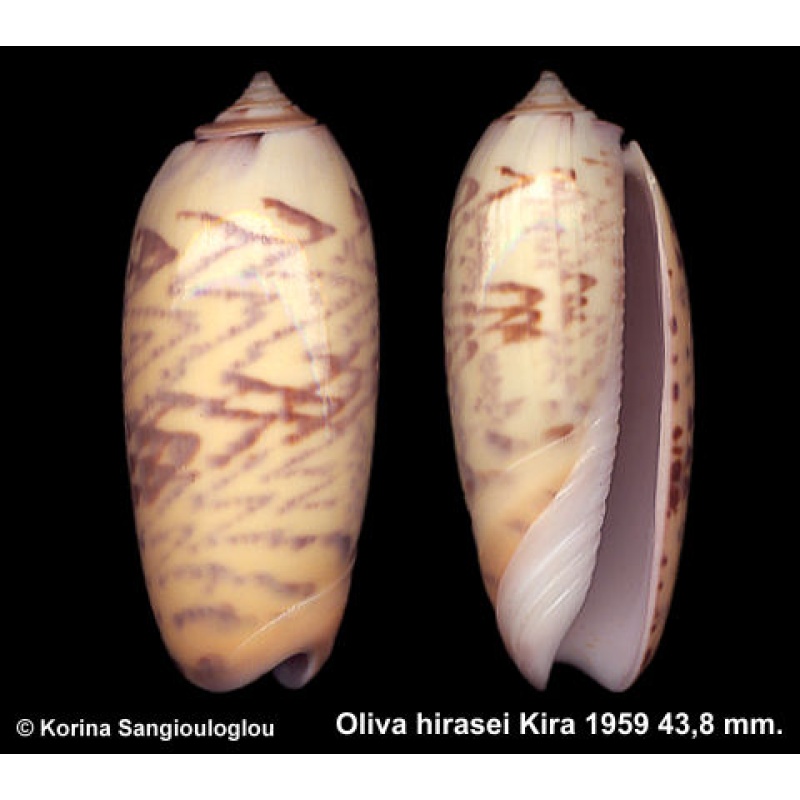 Oliva hirasei Gorgeous Superb!