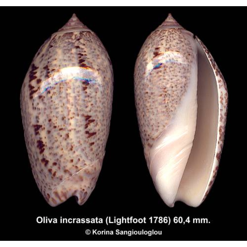 Oliva incrassata Gorgeous Heavy Superb!