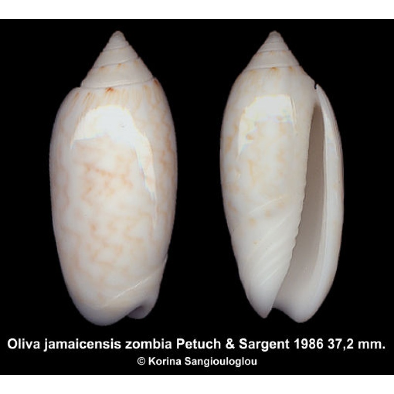 Oliva jamaicensis Gorgeous Rare!